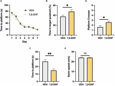 7,8-dihydroxyflavone enhances long-term spatial memory and alters brain volume in wildtype mice